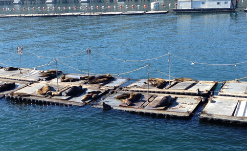 sea lions lounging on a dock