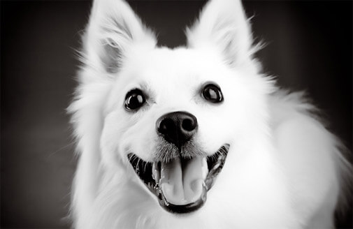 a white fluffy dog with a big smile