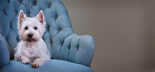 a Westie dog on a blue chair