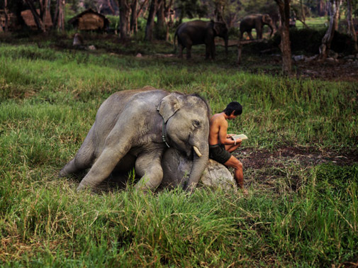 an elephant leans against a boy reading on a rock