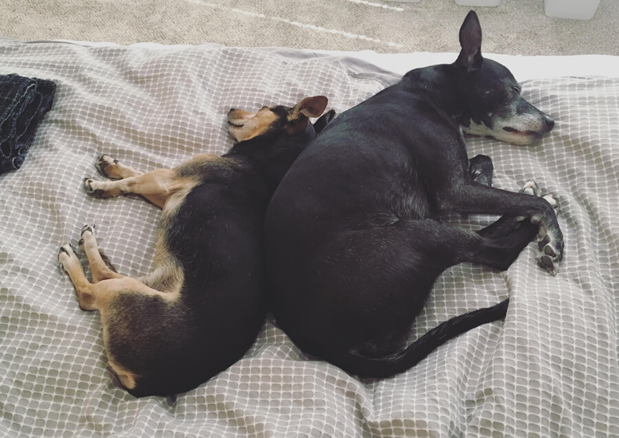 Helo sleeping back to back with his older sister Boomer, a black and white whippet and rat terrier mix