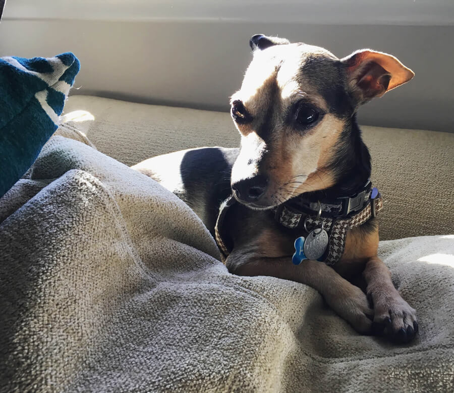 Helo resting on a couch cushion in the sunlight