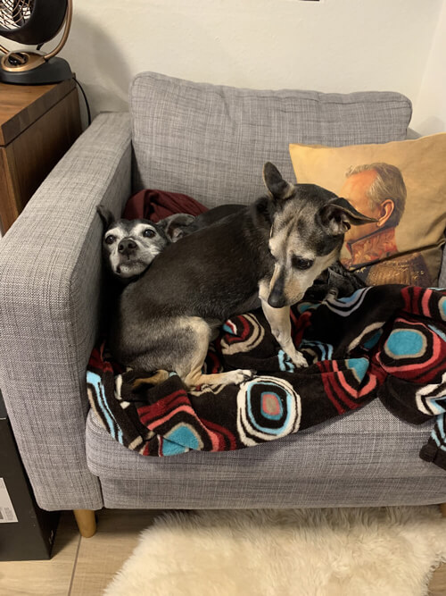 Boomer rests her head on Helo’s back on an armchair