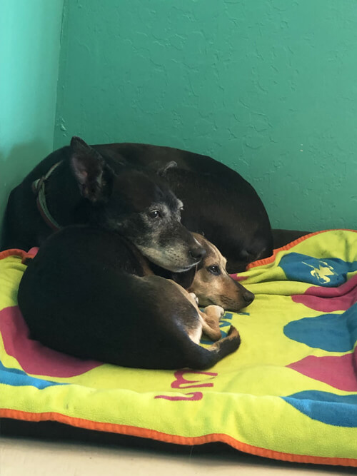 Boomer rests her head on Helo as they cuddle in the corner