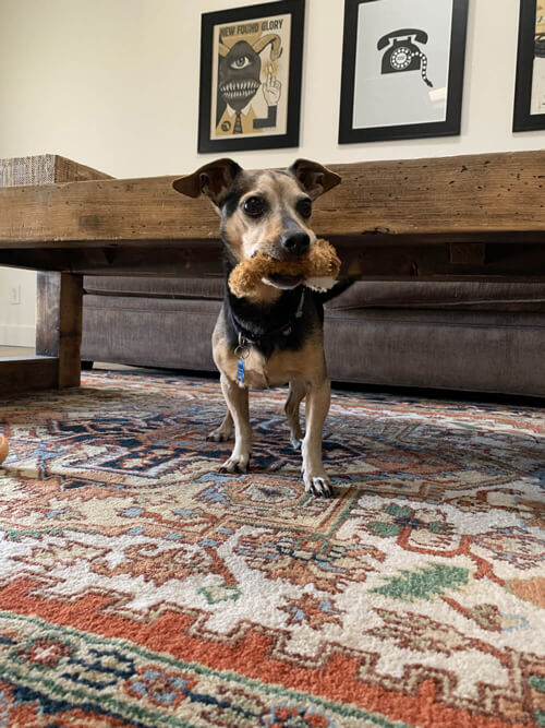 Helo holding a little fuzzy toy in his mouth