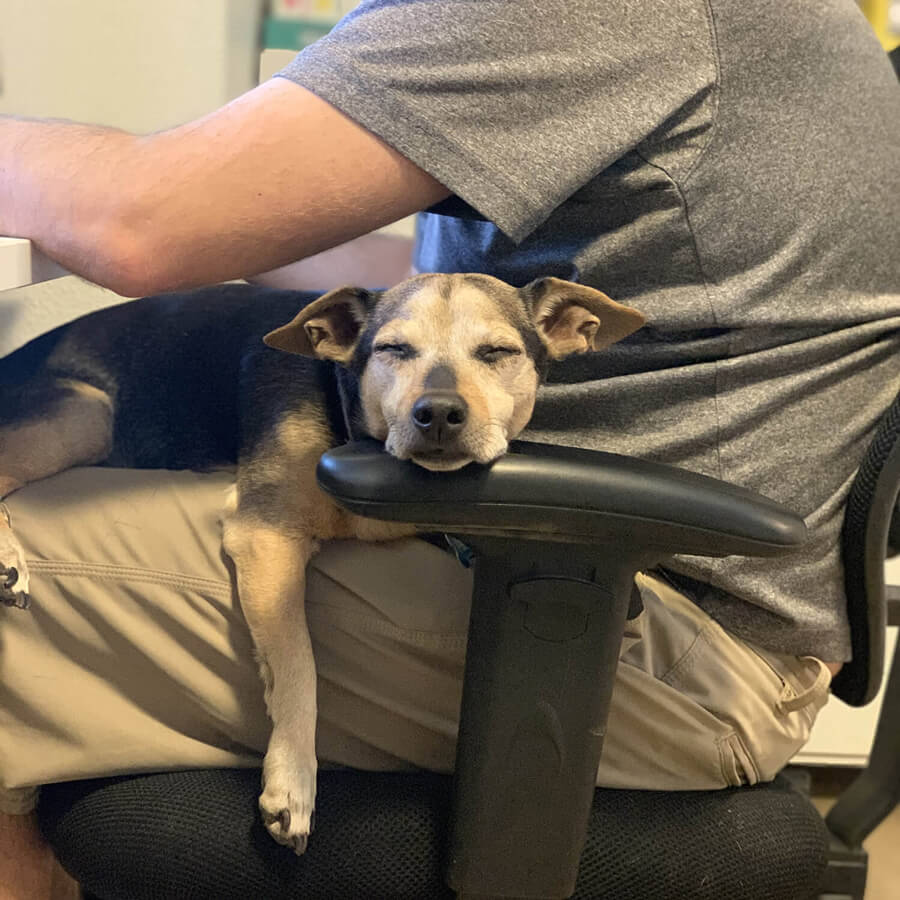 Helo asleep on a man’s lap, his head resting on the desk chair’s arm rest