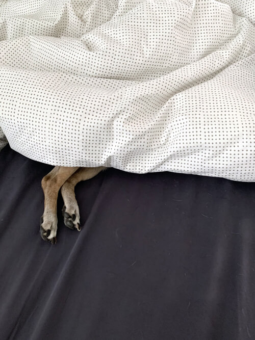 two small paws poking out from some bed sheets