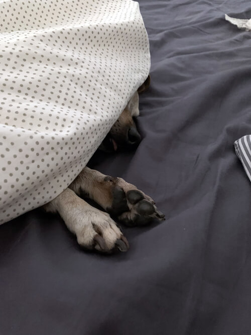 paws and a nose poking out from under sheets