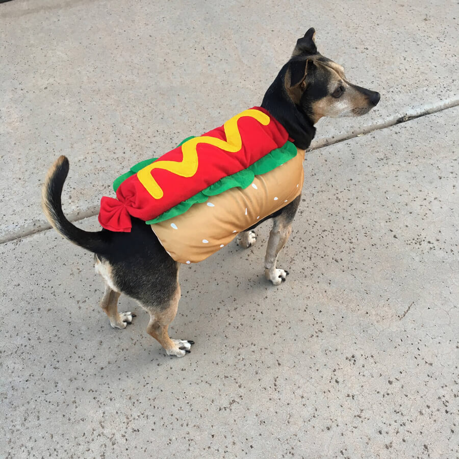 Helo dressed as a hot dog