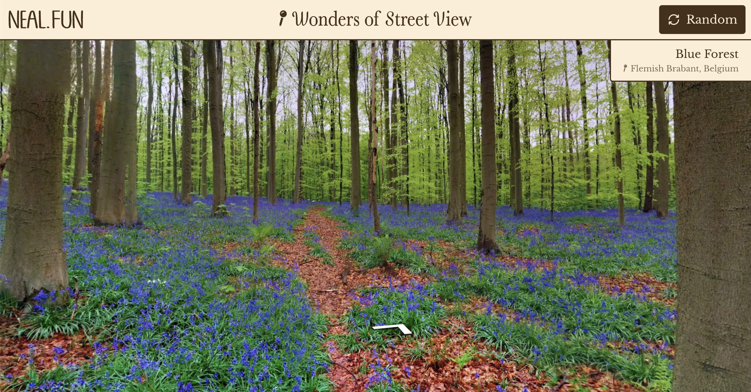 Blue Forest in Flemish Brabant, Belgium: forest of tall but narrow trees and the ground is covered in blue flowers