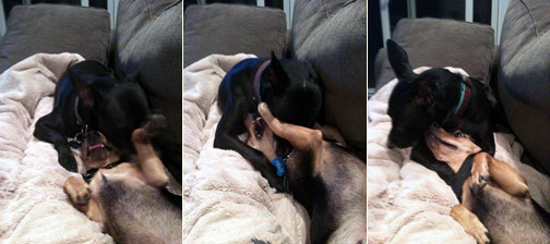 two dogs wrestling on the couch